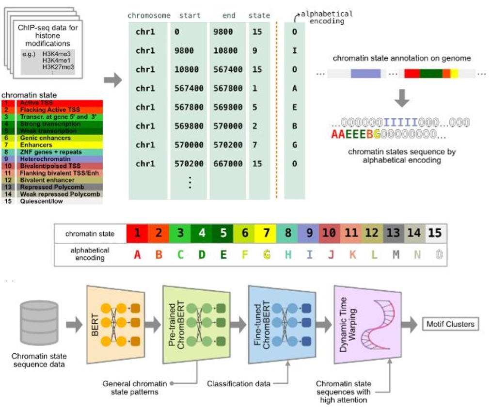 Figure: ChromBERT